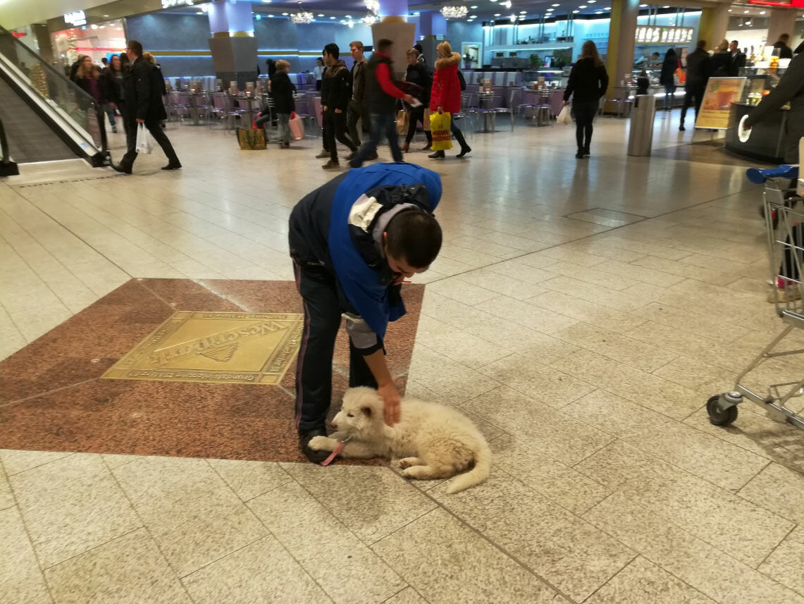 Herr Chen und ein Weißer-Schäferhund-Welpe üben Alltagssituationen in einem Einkaufszentrum.
