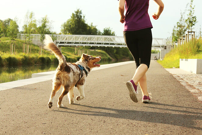 Ein Hund läuft am Kanal neben einer Joggerin her