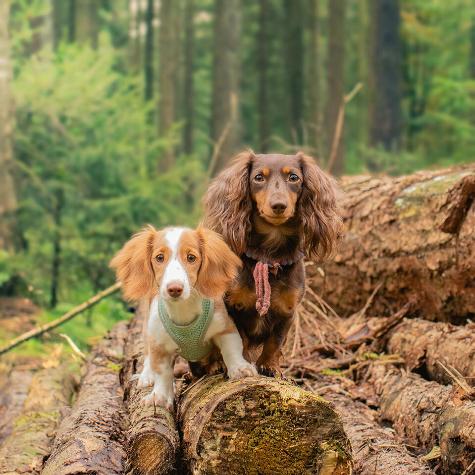  Zwei Dackel stehen aufmerksam dreinblickend auf Baumstämmen im Wald.