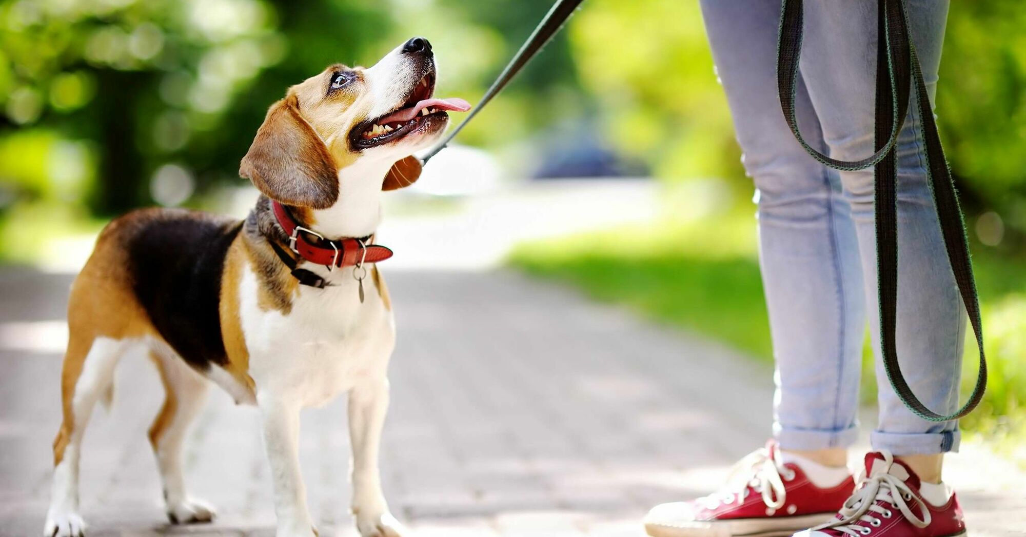 Perfect Original Photos about  Faszinierend Leine Fr Hund Fotos  as Your HD Pictures