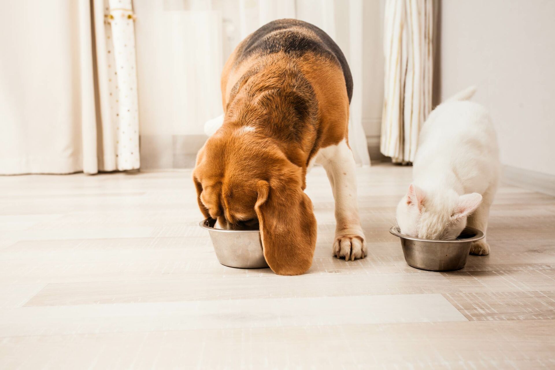 Zwei Hunde fressen aus ihrem eigenen Napf.