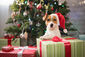 Kleiner Hund sitzt im Geschenkkarton vor einem Weihnachtsbaum.