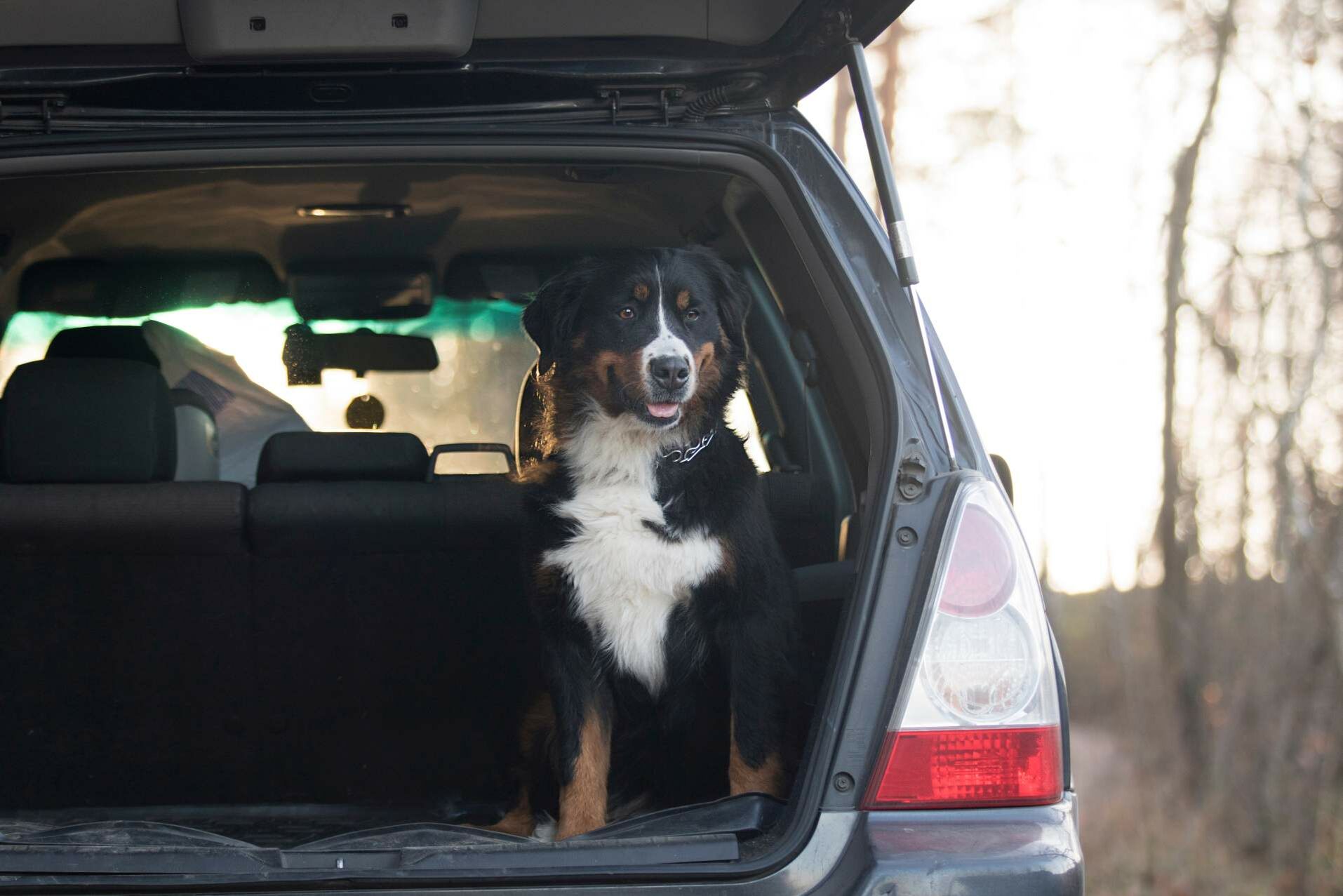Hund sitzt im Kofferraum eines Autos.