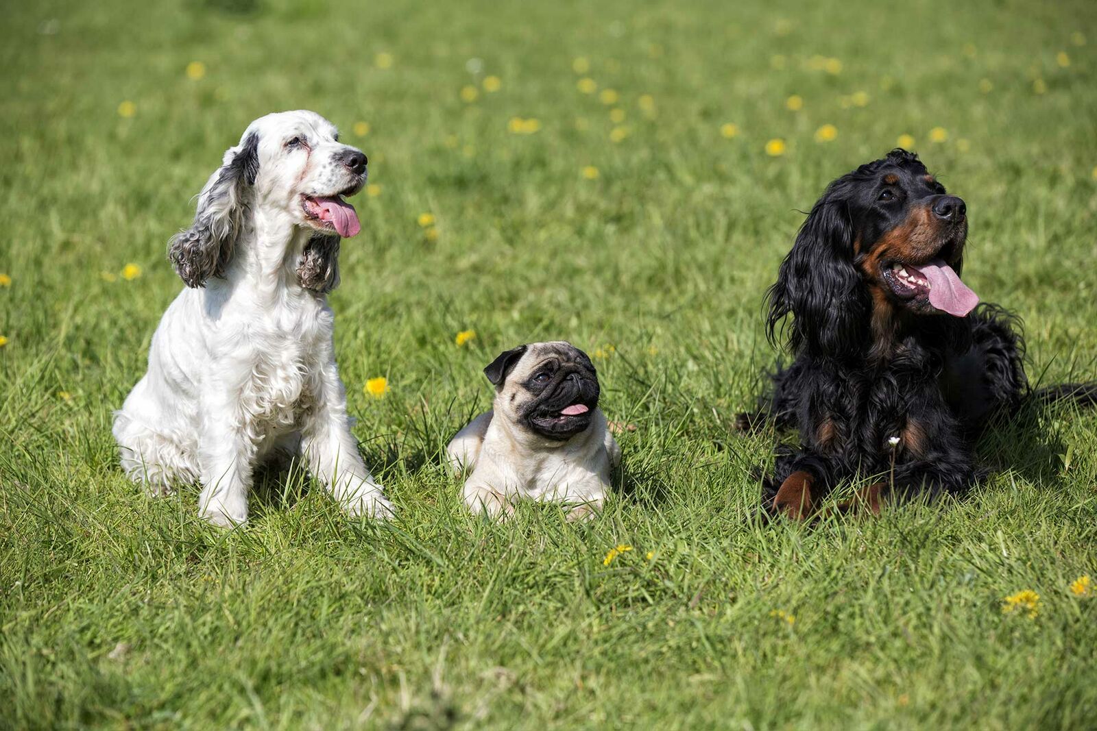 Drei Hunde verschiedener Rassen sitzen auf Wiese und hecheln.