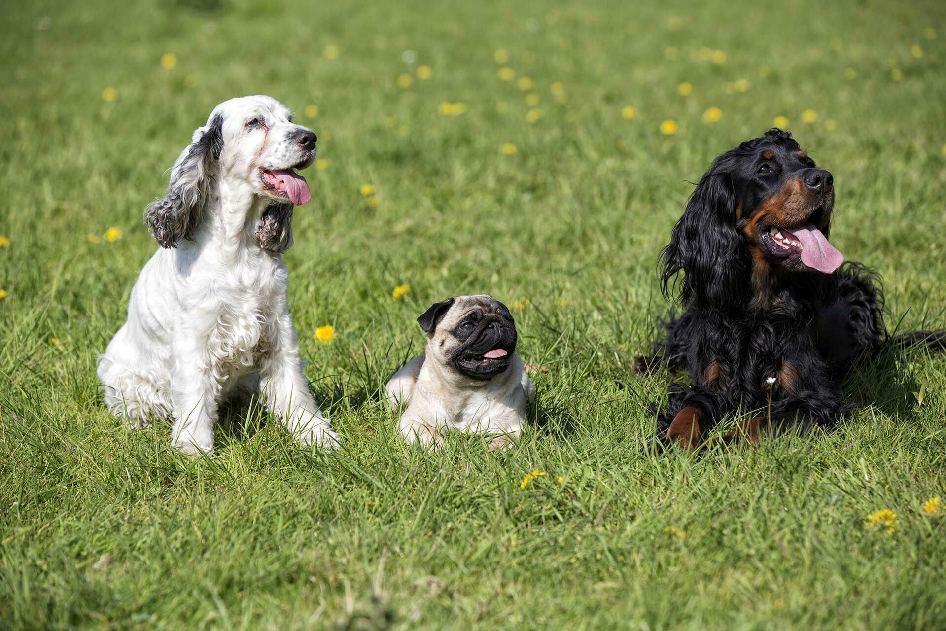 Drei Hunde verschiedener Rassen sitzen auf Wiese und hecheln.