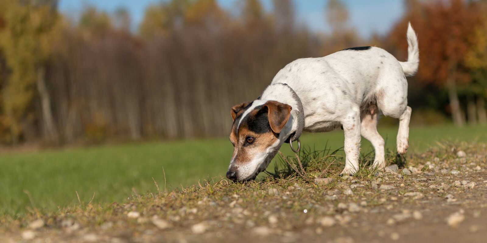 Hund nimmt Fährte auf.