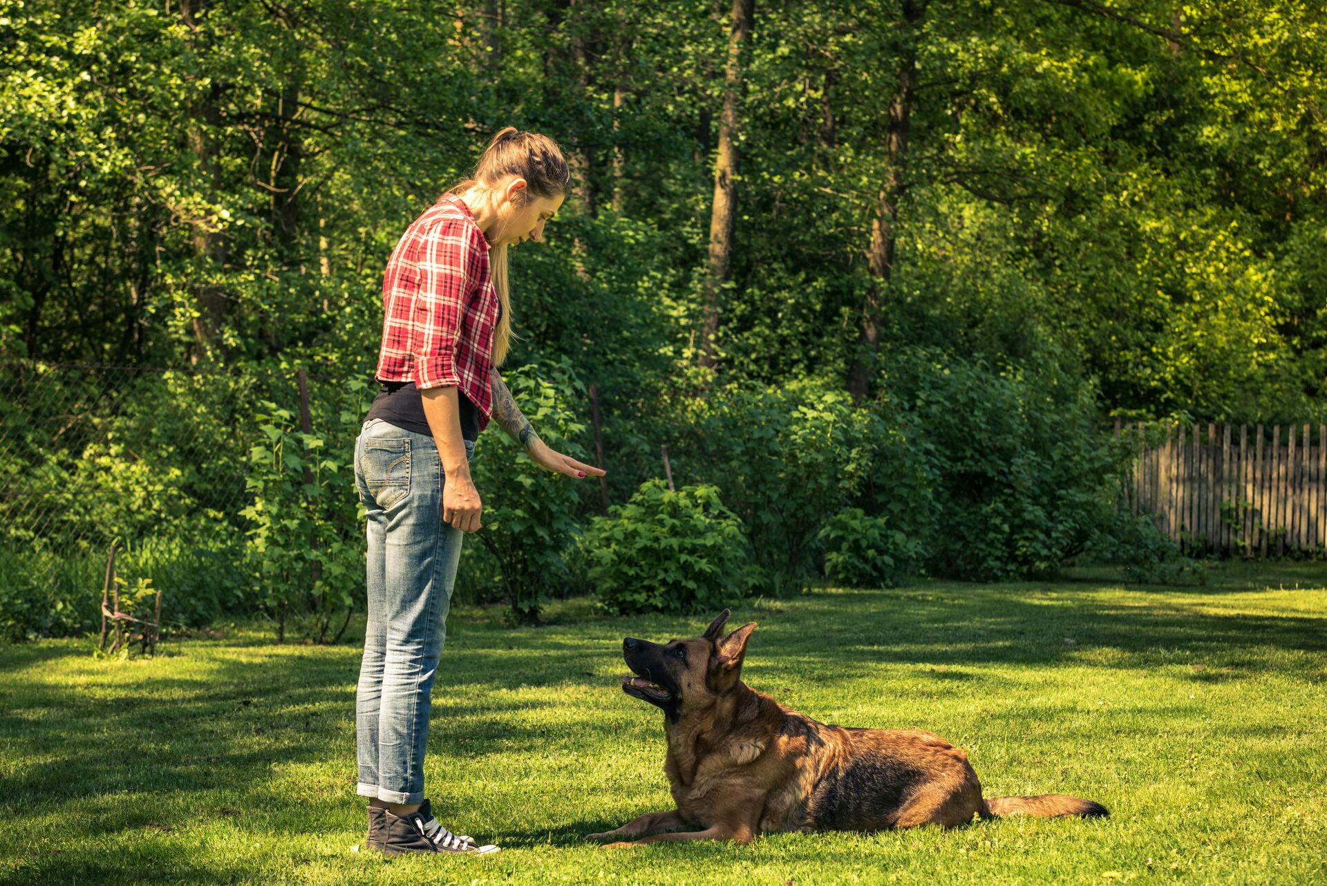 Schäferhund liegt vor seinem Halter.