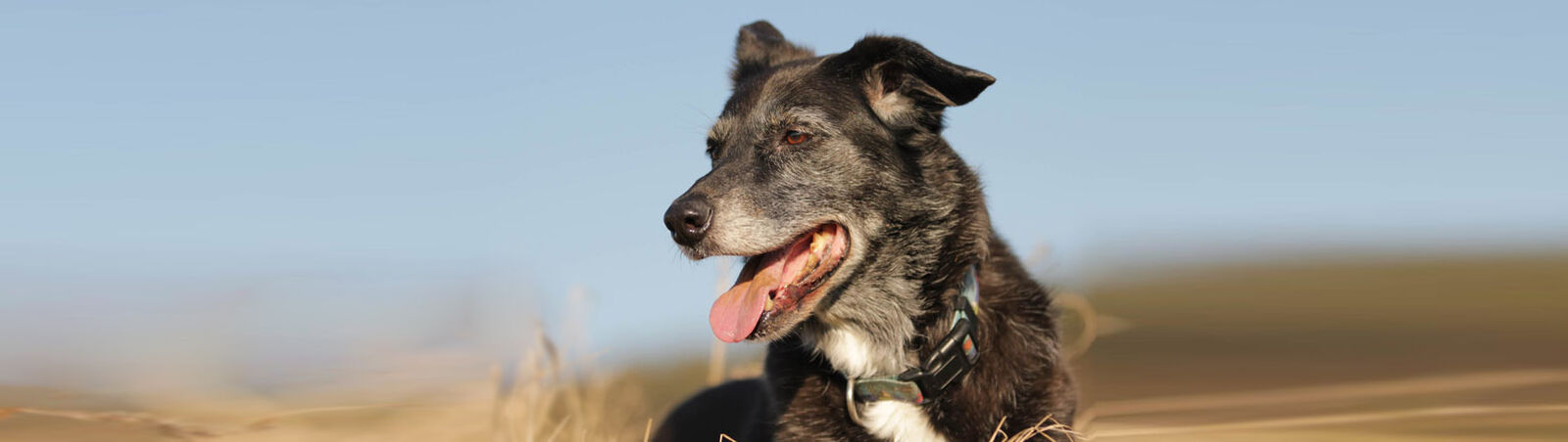 Großer alter dunkler Hund mit graumeliertem Fell.