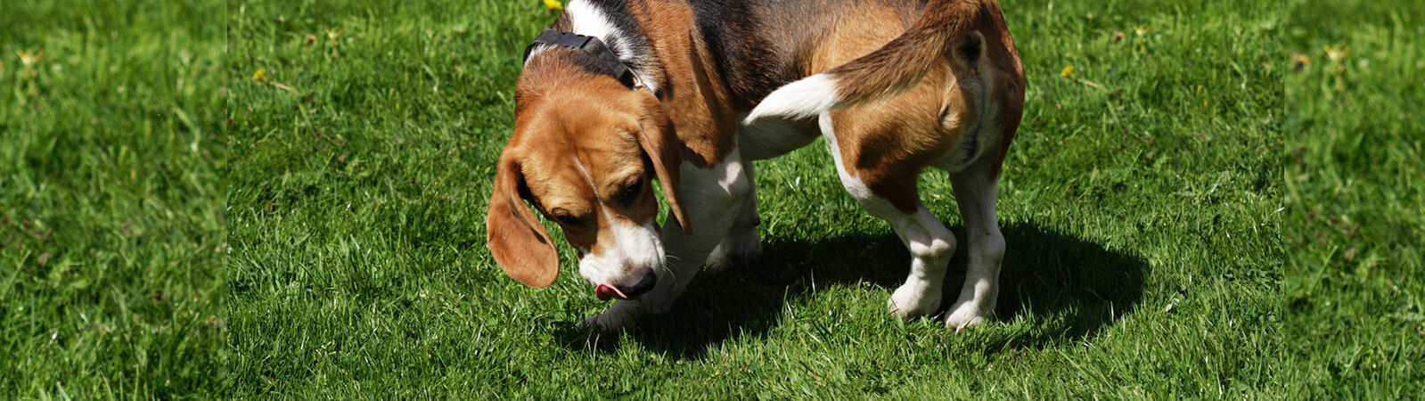 Ein Beagle dreht sich auf einer Wiese im Kreis.