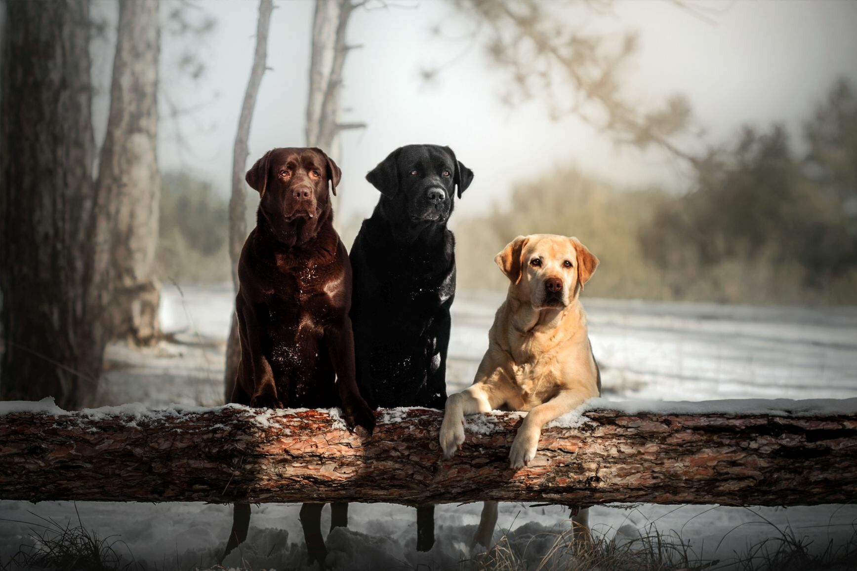 Drei große Hunde stehen im Wald mit den Vorderpfoten auf einem umgefallenen Baumstamm und haben den Blick nach vorn gerichtet.