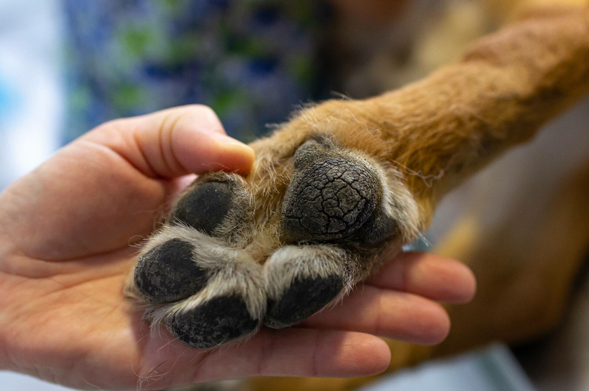 Eine Hand pflegt die Pfote eine Hundes.