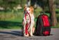 Hund sitzt mit Leine im Maul neben einem Rucksack.