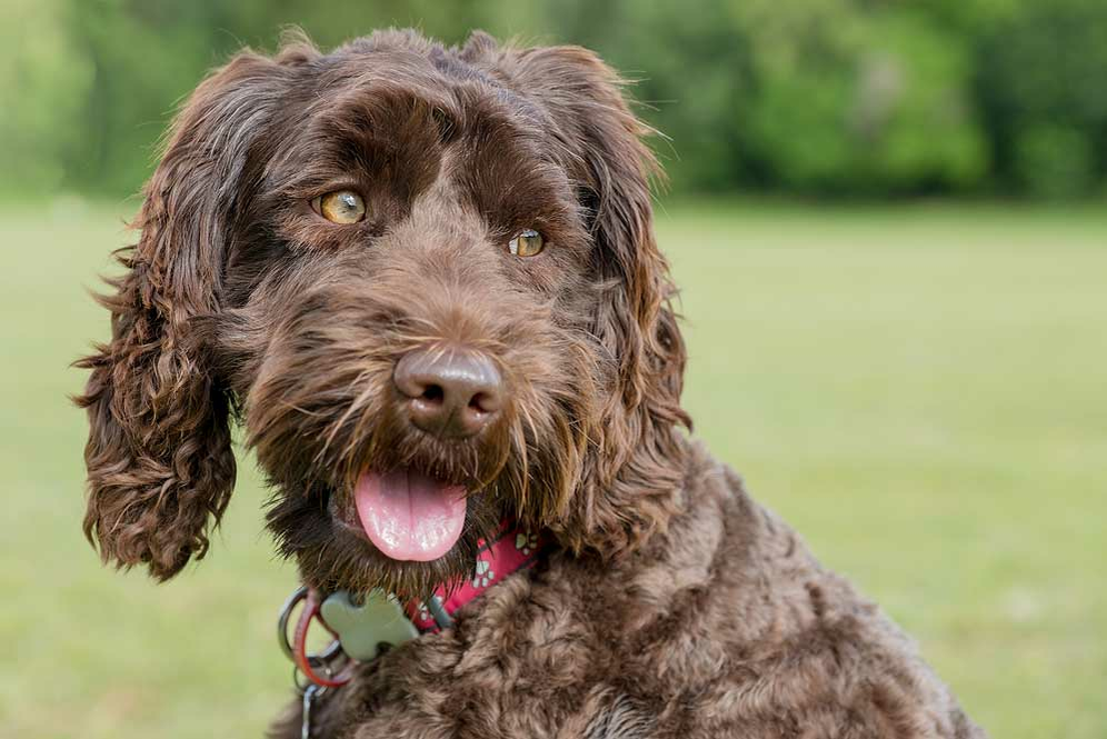 Porträt von einem Labradoodle