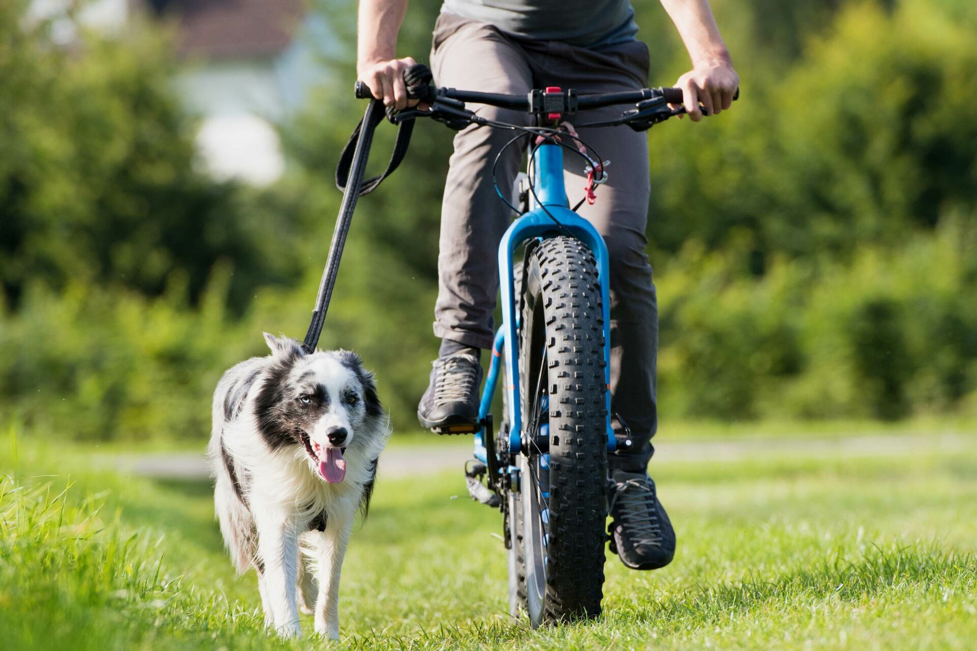 Fahrradfahren mit Hund