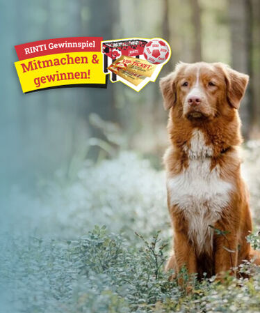 RINTI - Premium Hundefutter