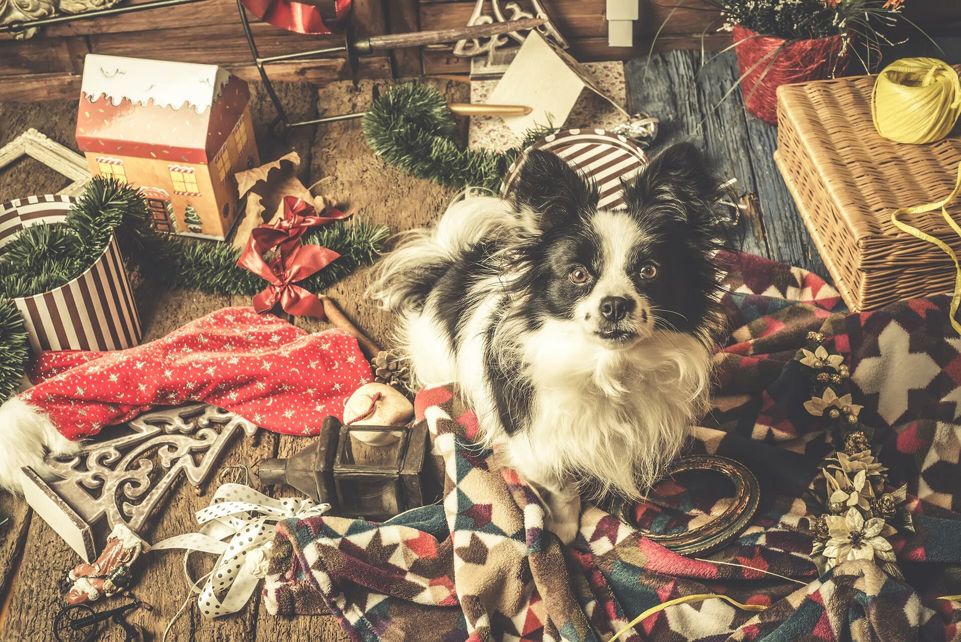 Weihnachtszeit mit Hund – entspannt im Advent