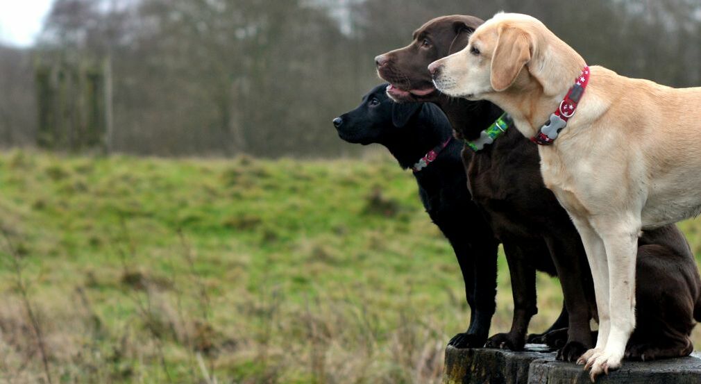 Drei Hunde mit verschiedenen Halsbändern nebeneinander.