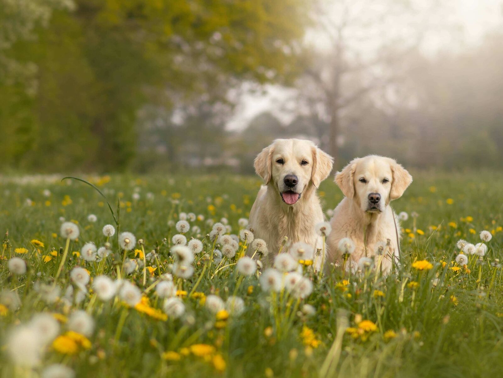 Löwenzahn für Hunde – gesund oder gefährlich?
