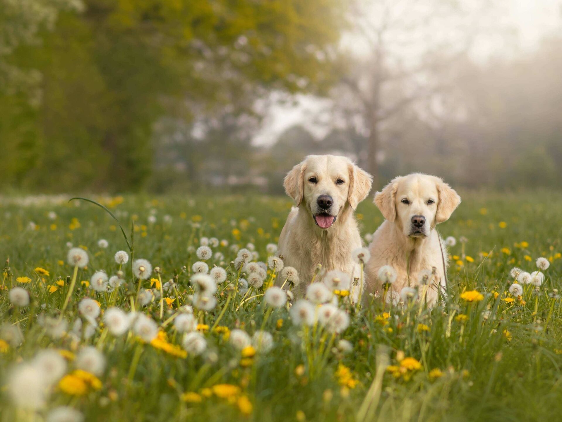 Löwenzahn für Hunde – gesund oder gefährlich?