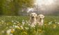 Zwei Hunde sitzen auf einer Wiese voller Löwenzahn.