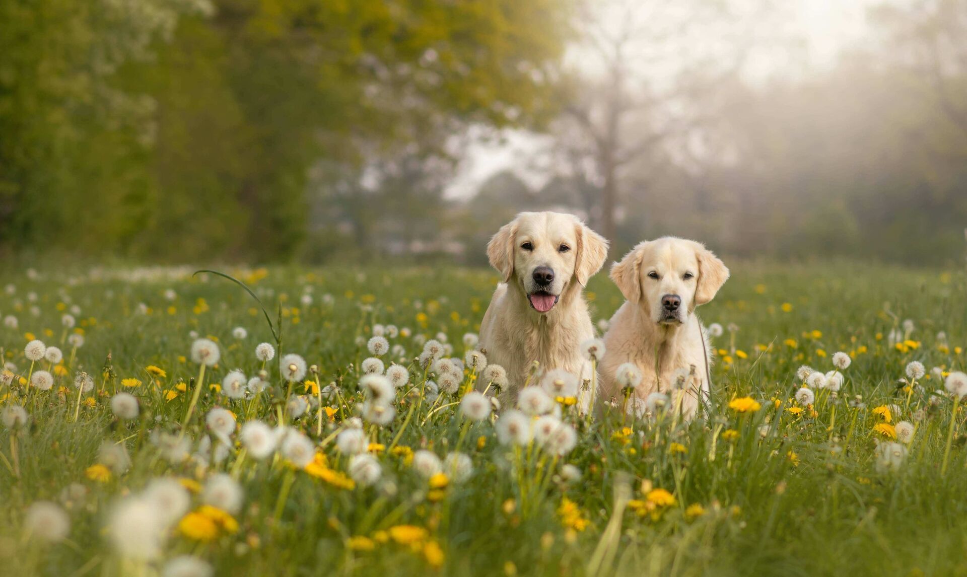 Zwei Hunde sitzen auf einer Wiese voller Löwenzahn.