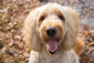 Nahaufnahme von einem Labradoodle mit geöffneter Schnauze vor einem mit Laub bedeckten Waldweg.