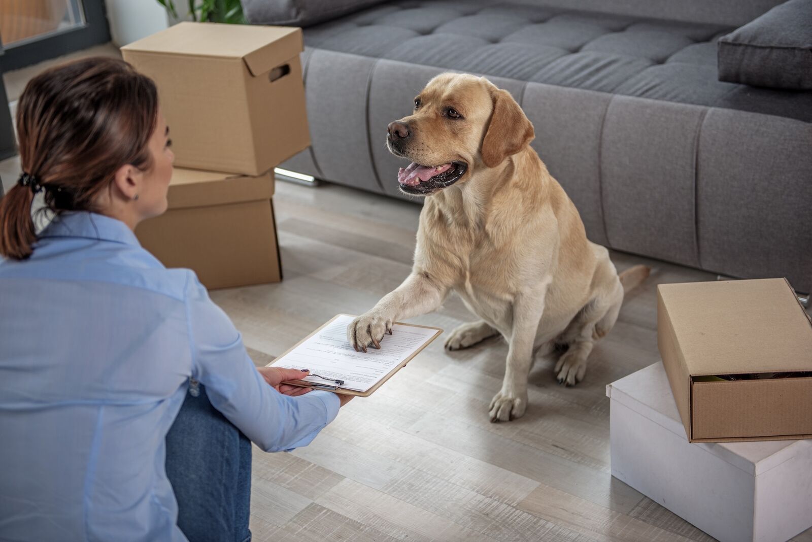 Ein blonder Labrador legt seine rechten Pfote auf ein Clipboard, das ihm von einer Frau hingehalten wird.