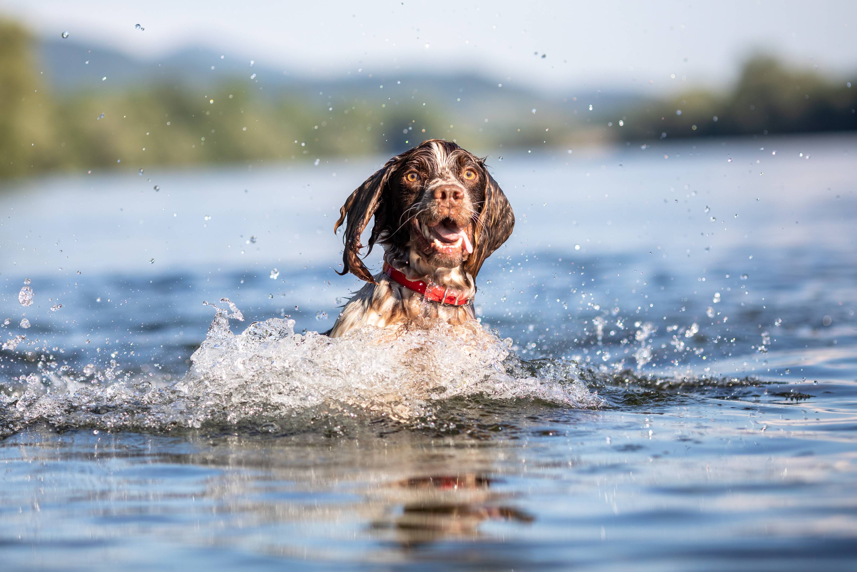 Hund planscht im Wasser.