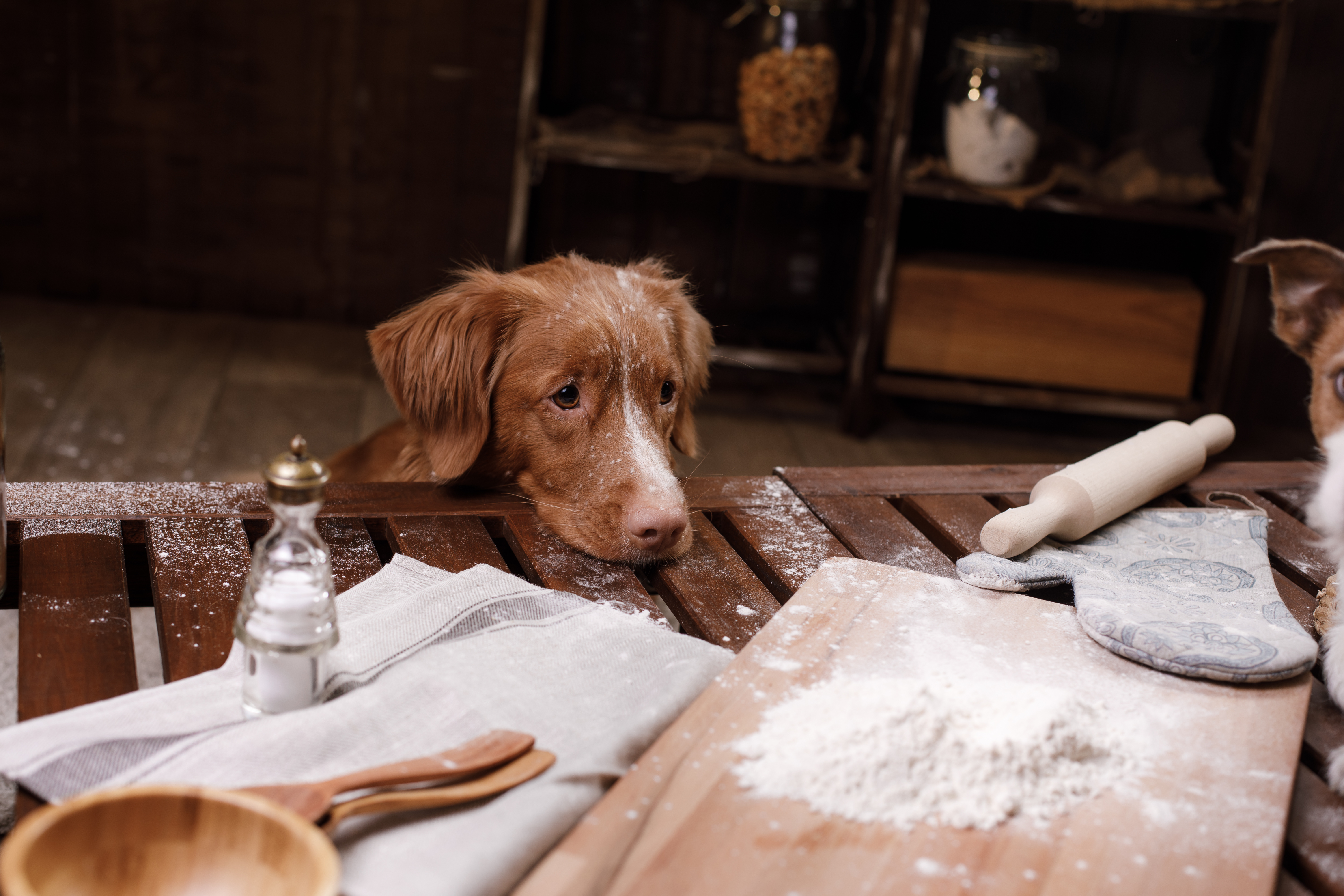  Ein Hund legt seinen Kopf auf dem Tisch, auf diesem liegen ein Nudelholz, ein Brett mit Mehl und weitere Utensilien zum backen.