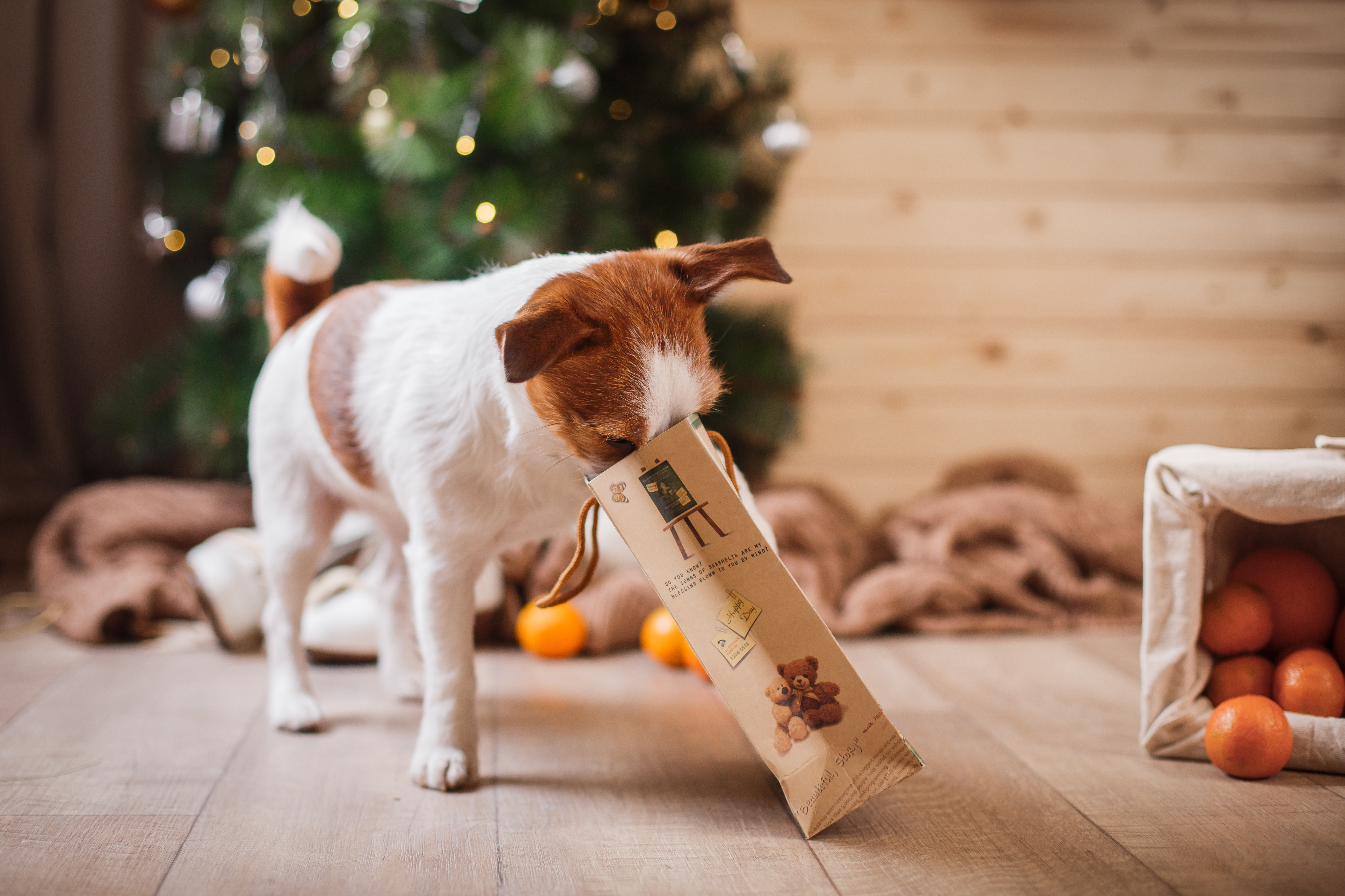 Ein Hund steht vor einem geschmückten Weihnachtsbaum und steckt seine Schnauze in eine Geschenktüte.
