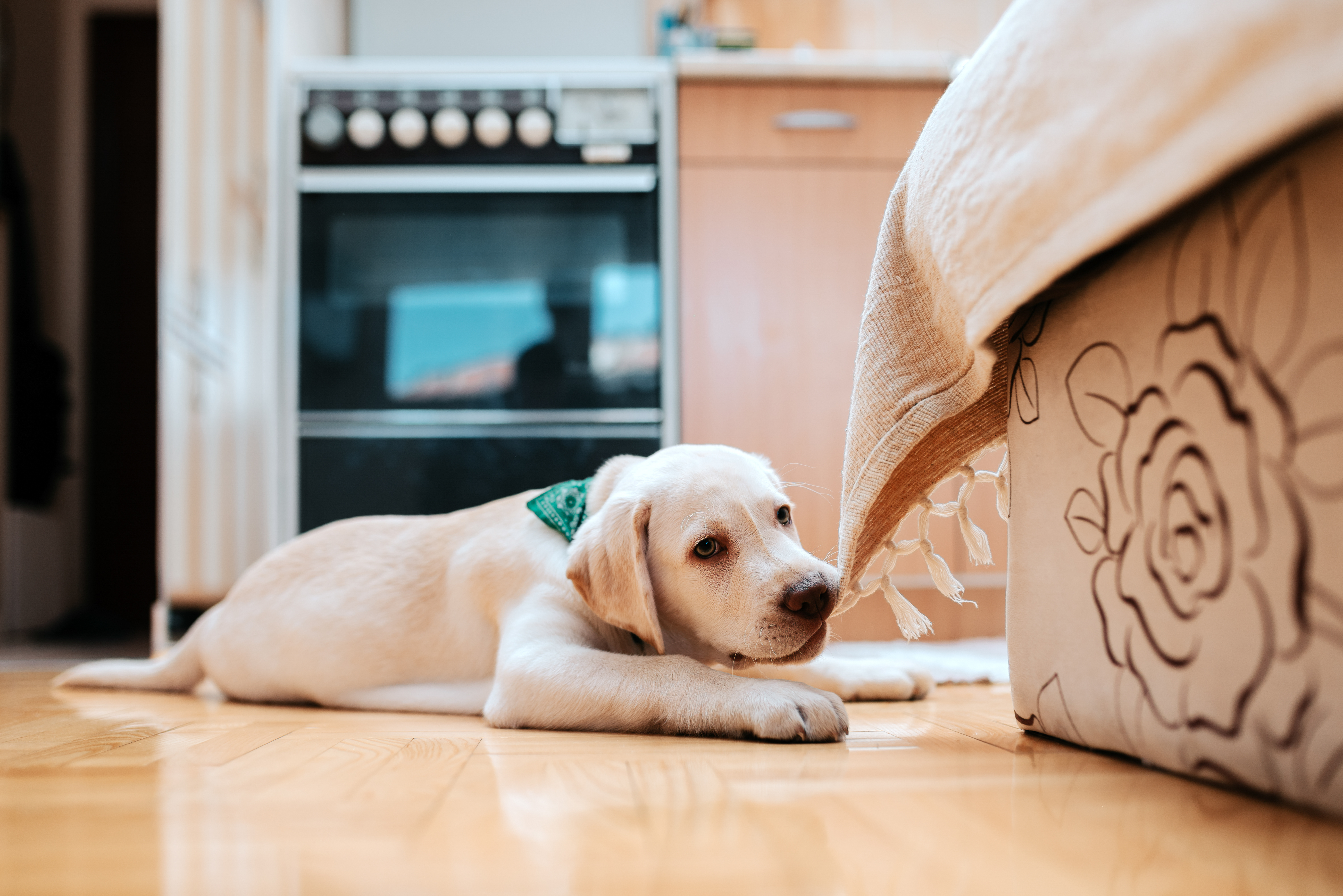 Ein junger Hund liegt im Wohnzimmer und knabbert an der Sofadecke.