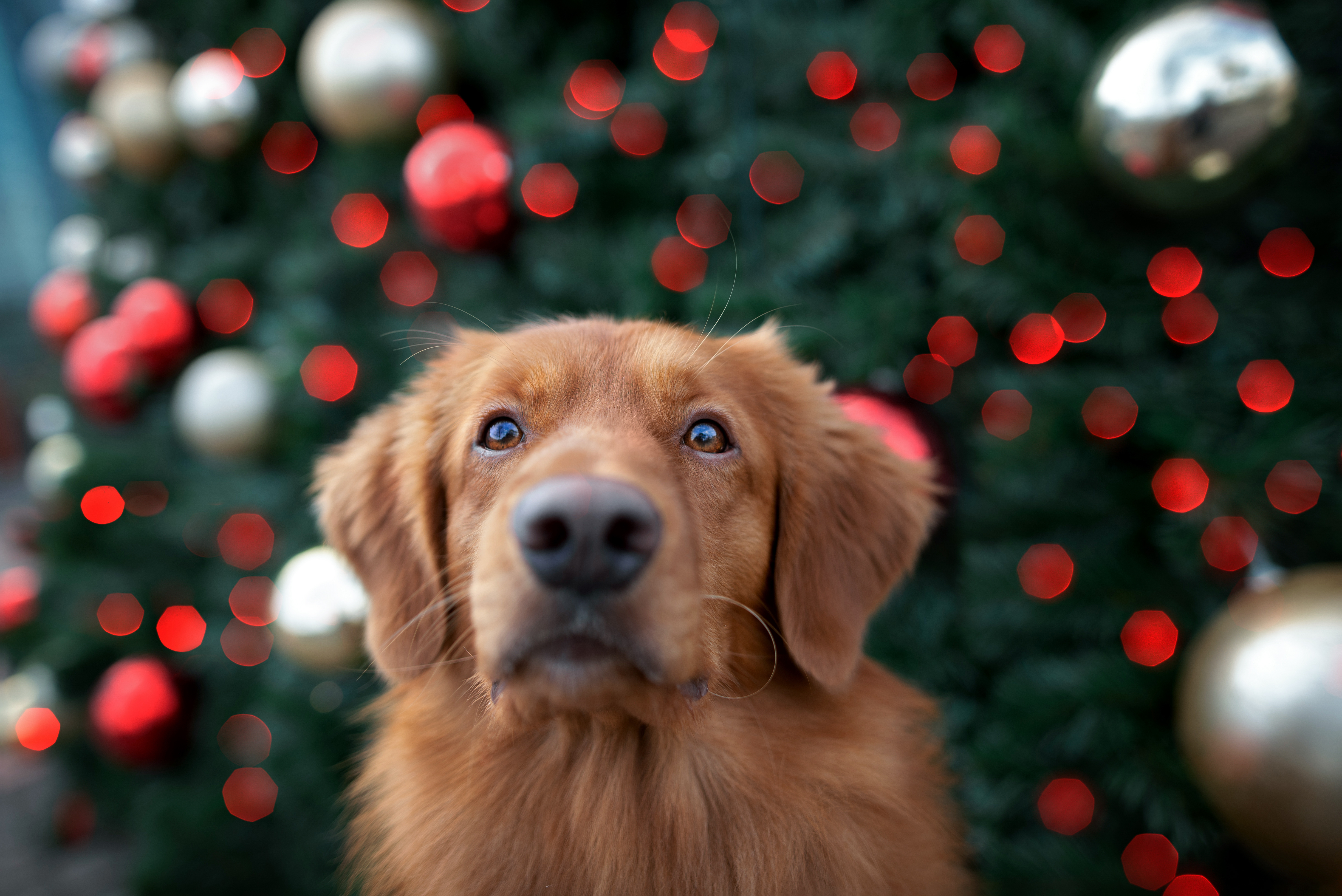 Ein Hund steht erwartungsvoll vor einem geschmückten Weihnachtsbaum