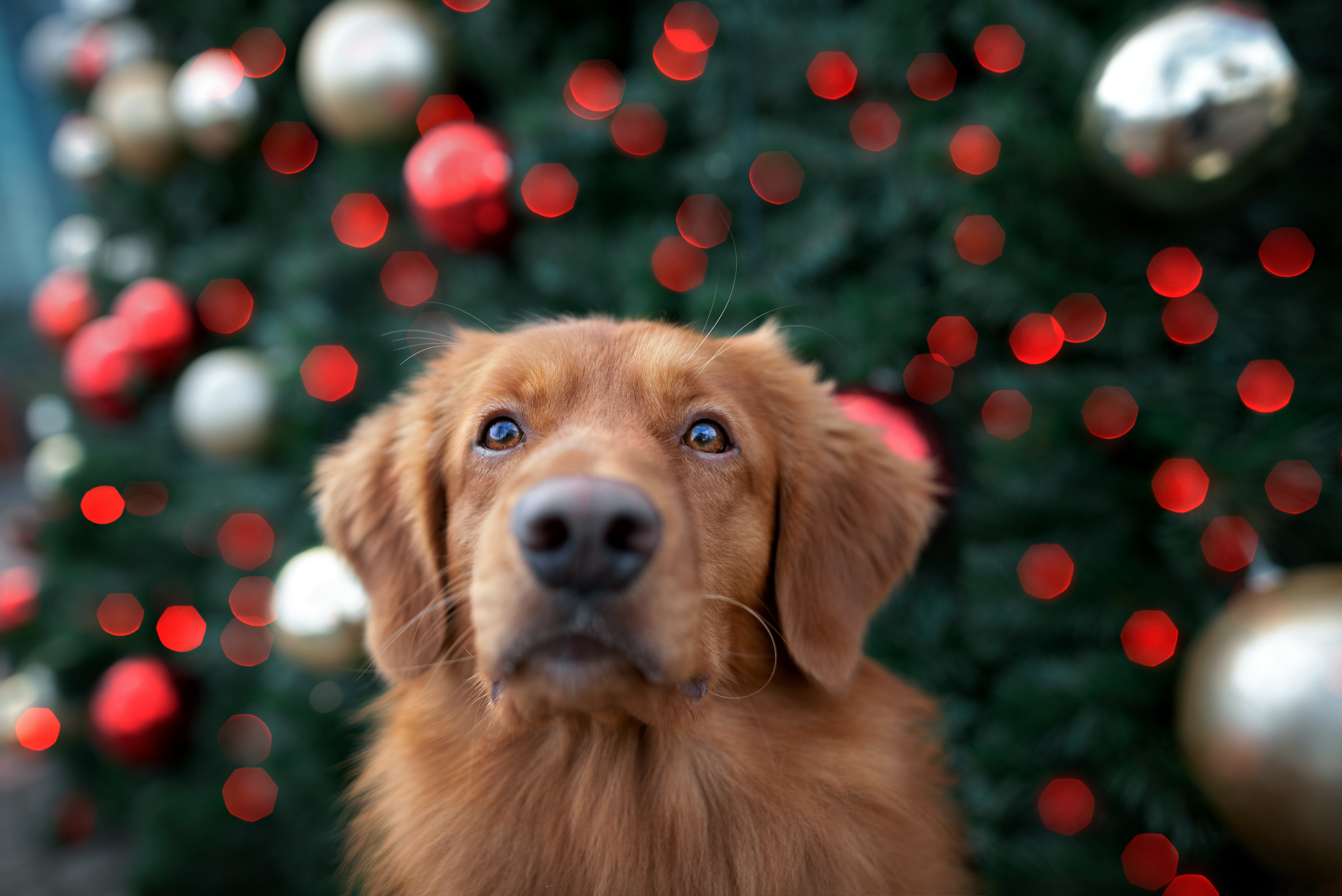 Advents- und Weihnachtszeit mit Hund