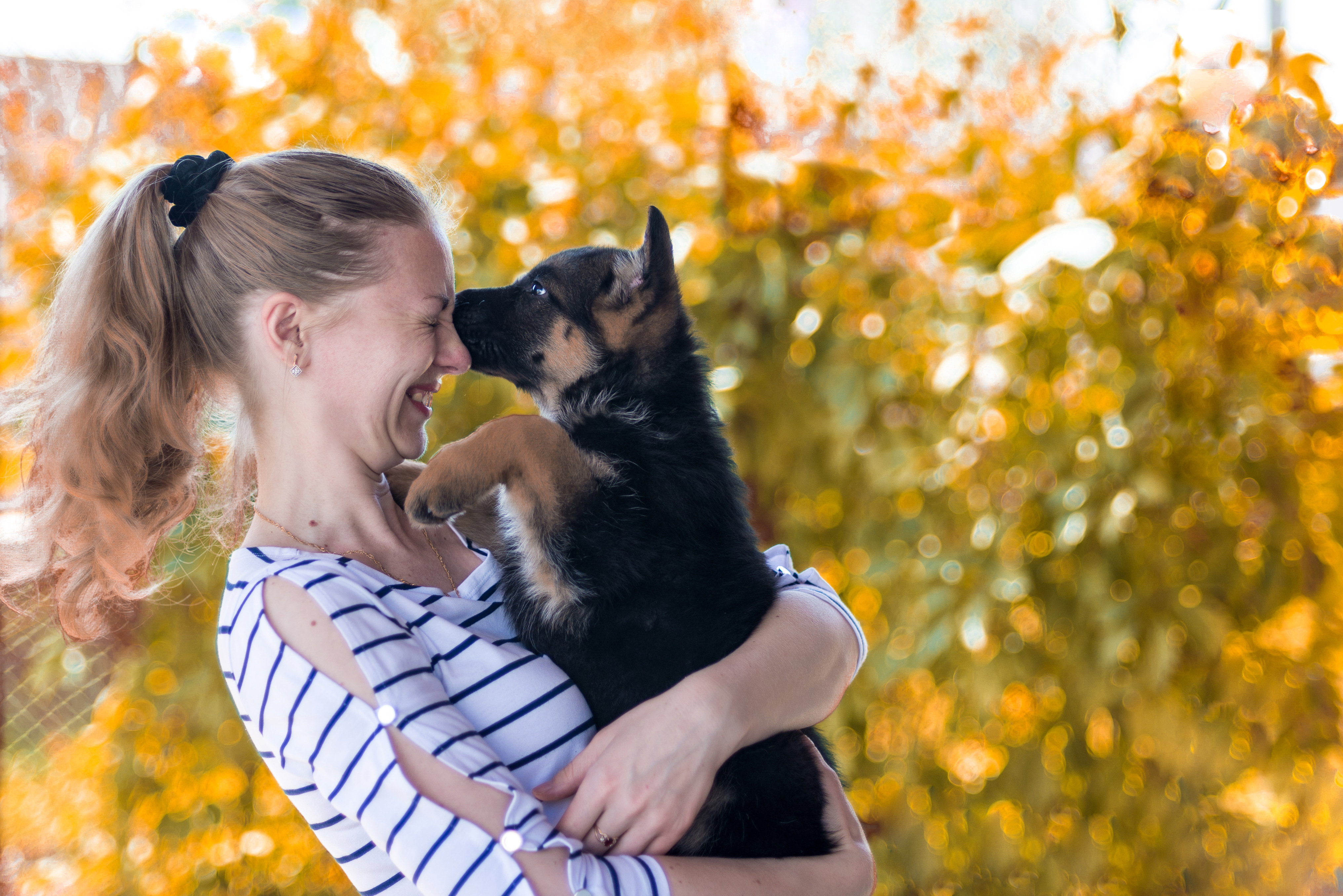 Bevor Sie sich einen Hund anschaffen