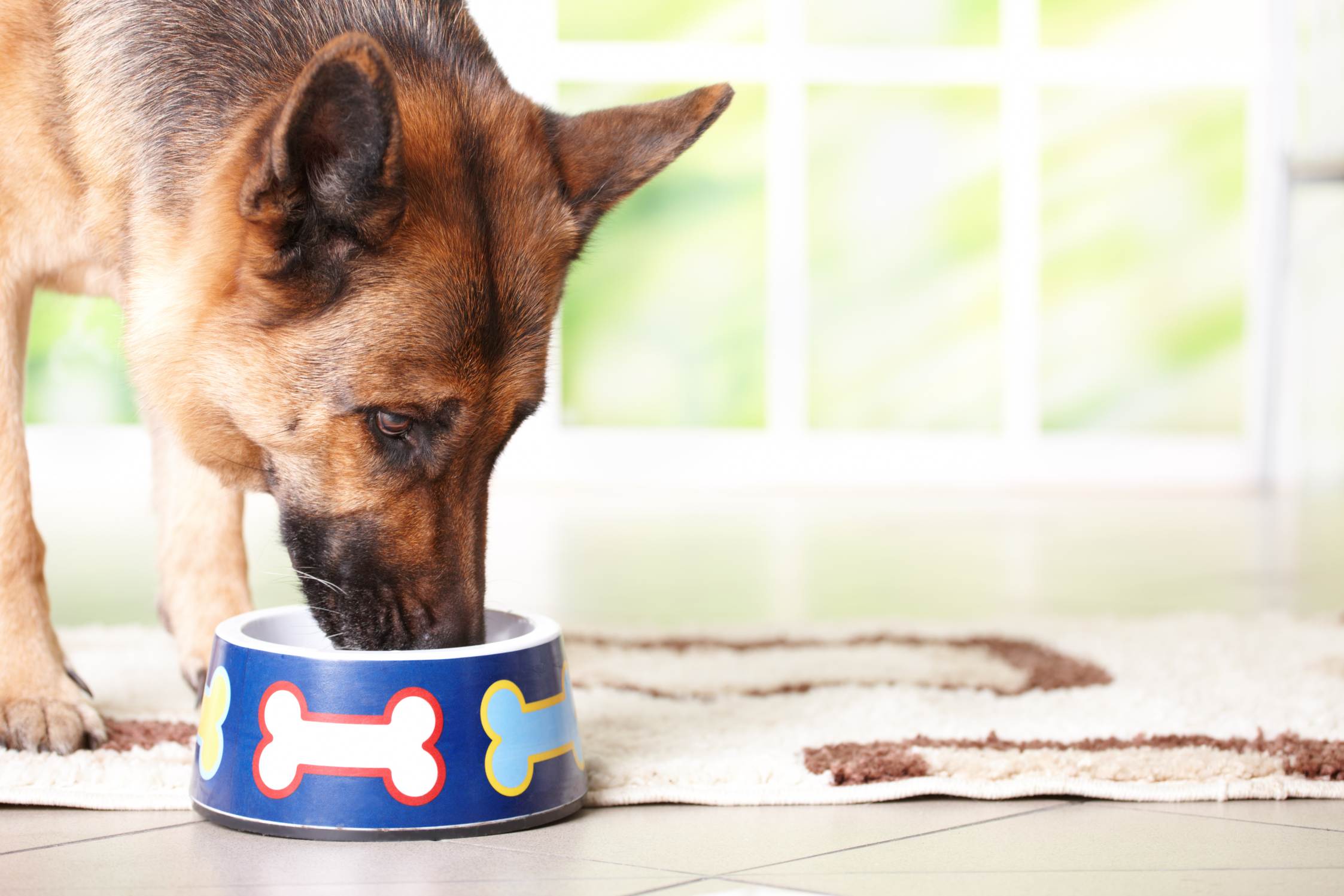 anti zecken halsband Anti-Zeckenhalsband mit EM-Keramik für Hunde und Katzen – Canisphere