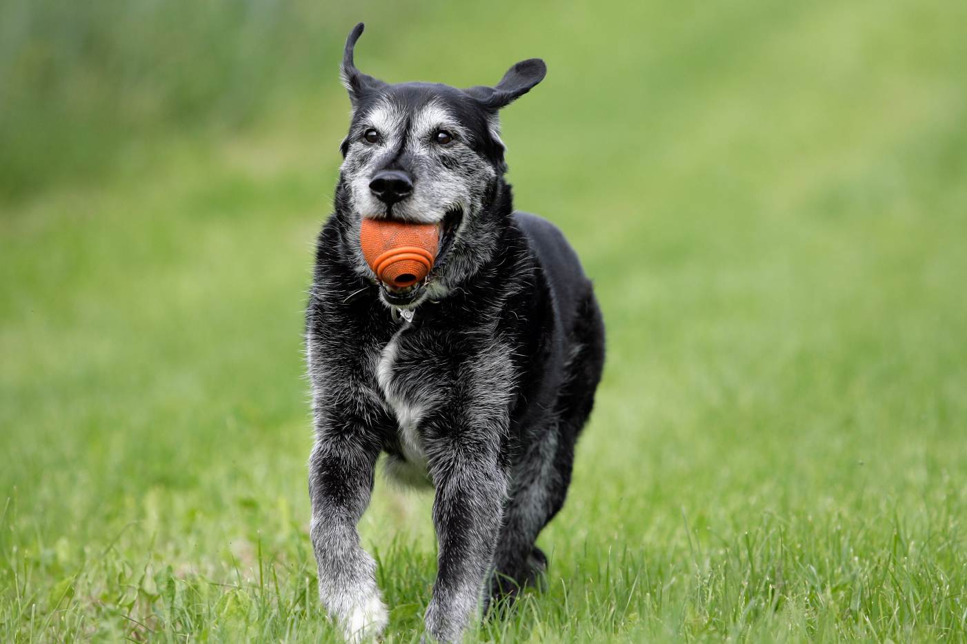 Großer alter dunkler Hund spielt mit Ball.