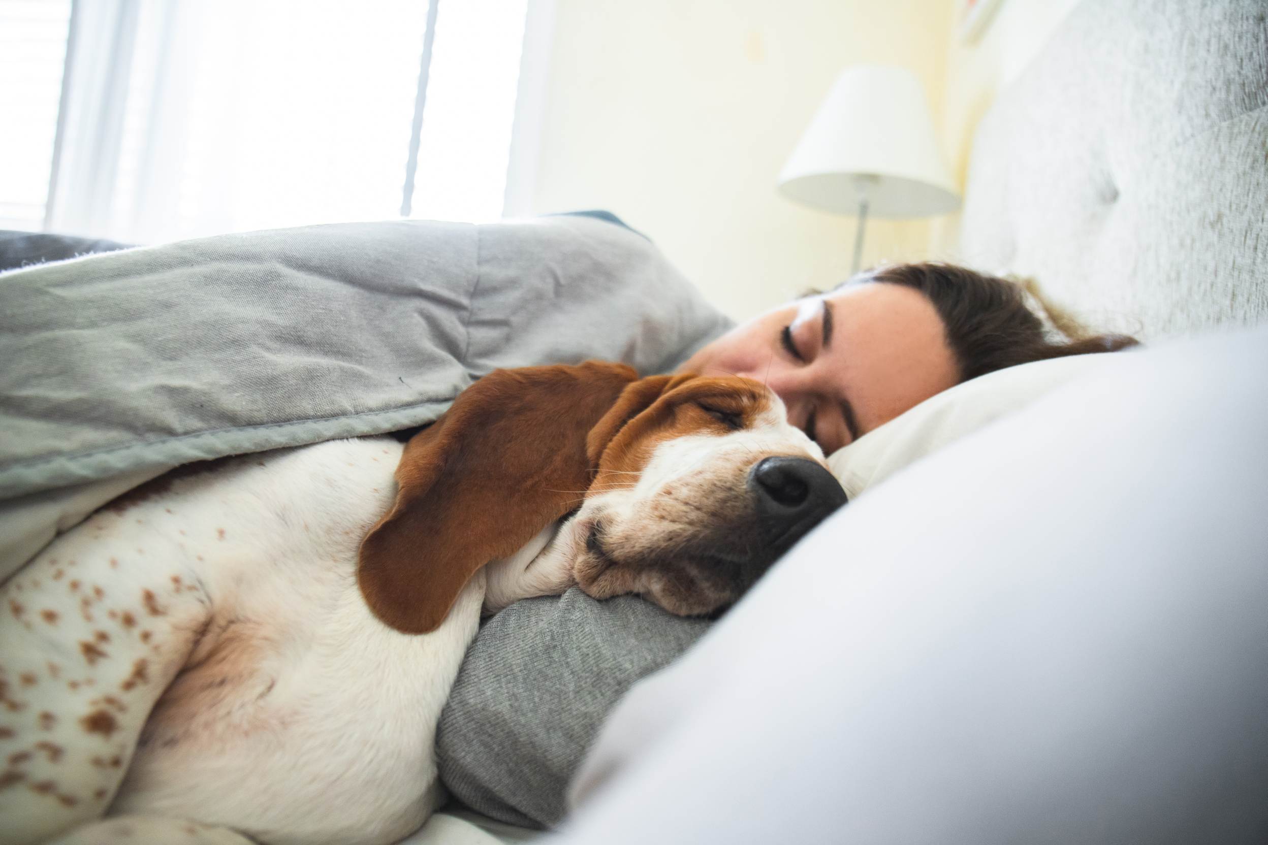 soll unser hund im bett schlafen? l rinti