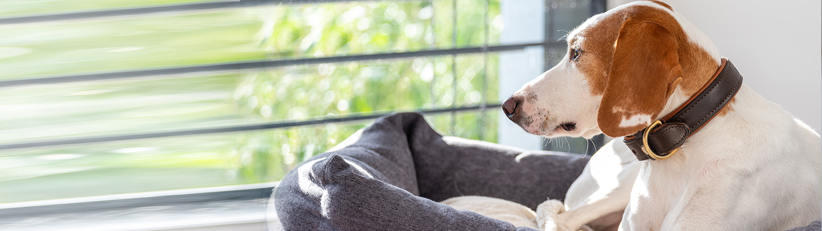 Blähungen bei Hunden Ursachen und Hilfe