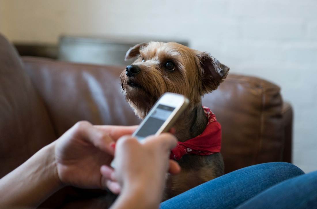 Ein Hund schaut aufmerksamkeitssuchend zu seinem Halter hoch, der ein Handy in den Händen hält.