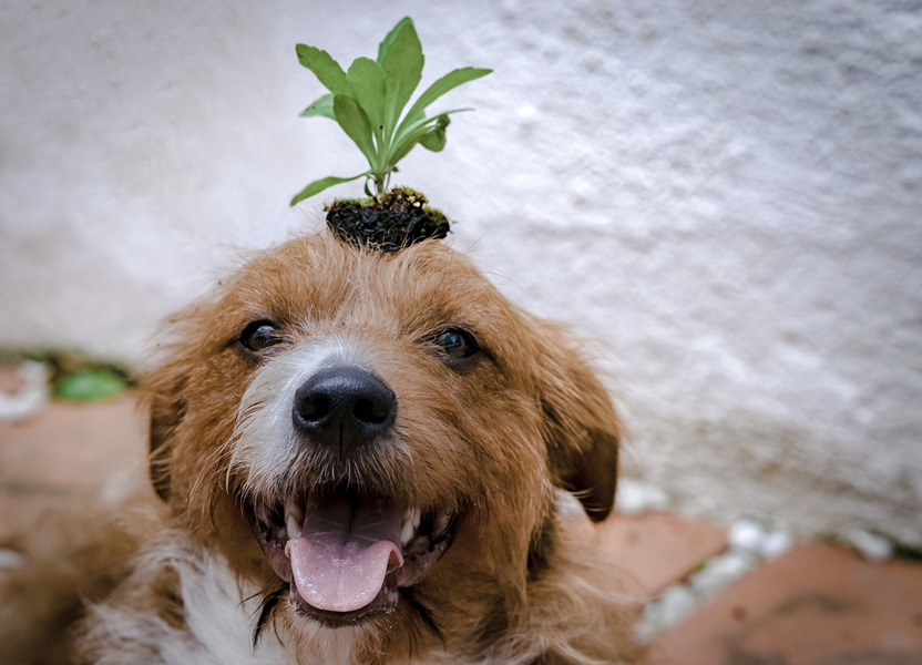 Eine kleine Pflanze wurde auf dem Kopf eines Hundes platziert.