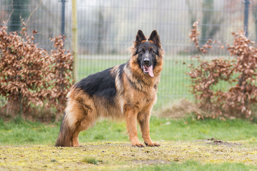  Ein deutscher Schäferhund mit einem schräg nach unten verlaufenden Rücken.  