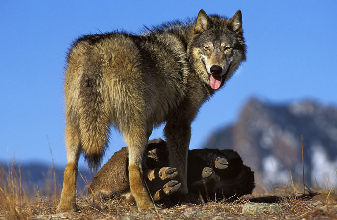  Ein Wolf steht in den Bergen über einem Beutetier.