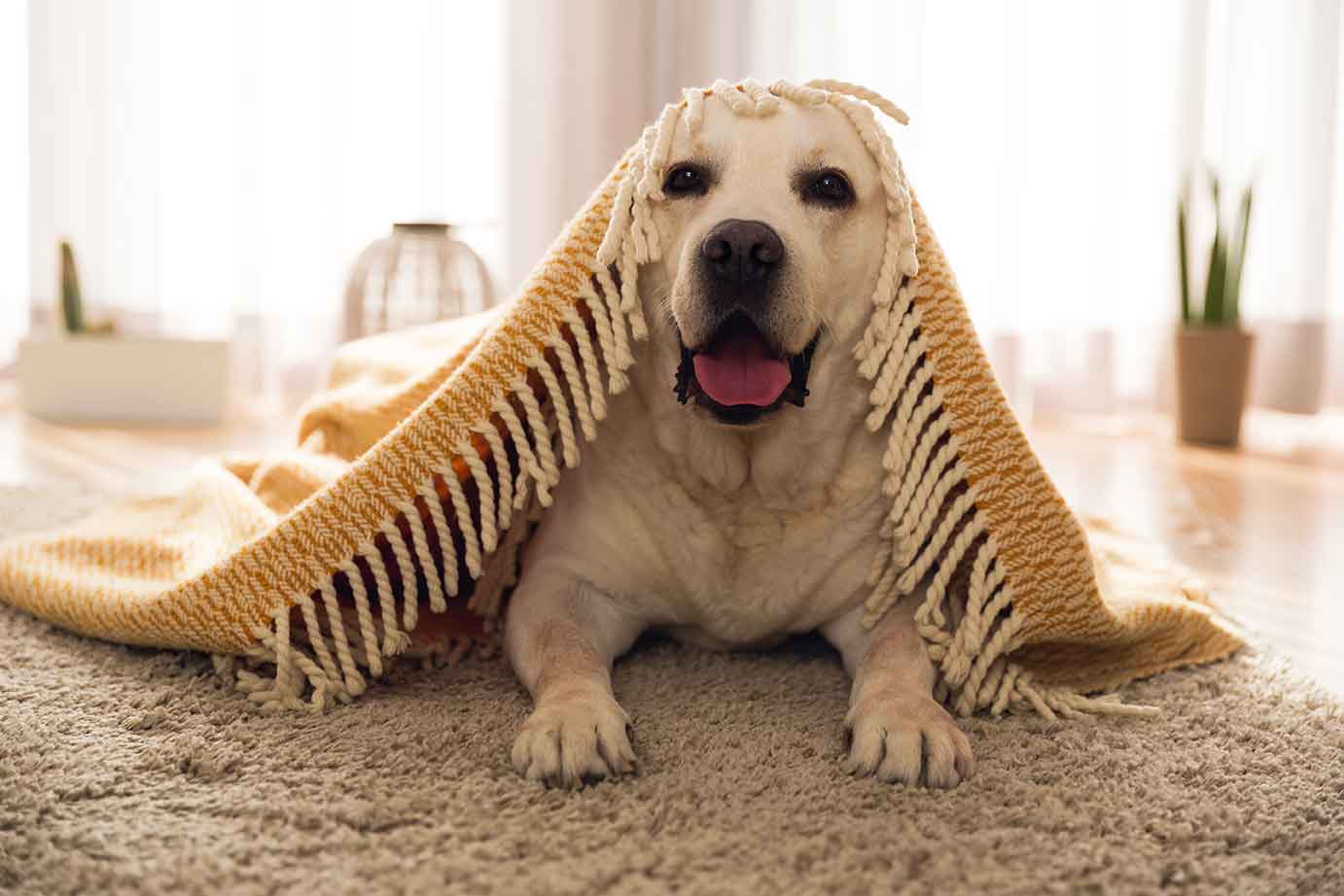 Ein Hund liegt auf einem Teppich und ist mit einer Decke zugedeckt.