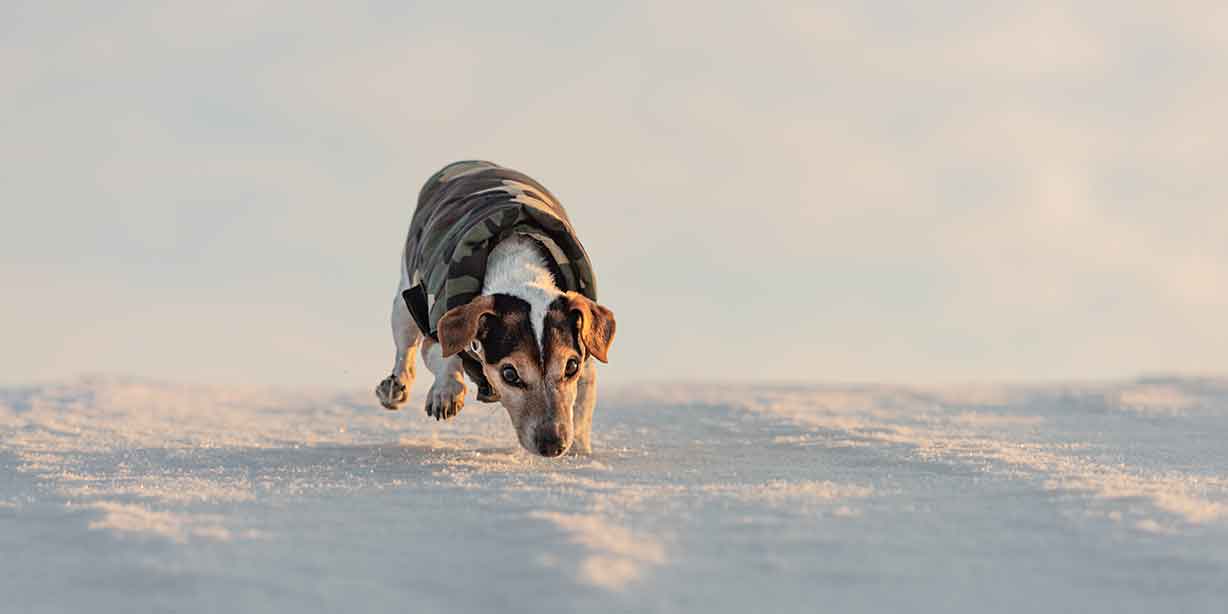 Ein Jack Russel im warmen Hundemantel läuft schnuppernd über den Schnee.