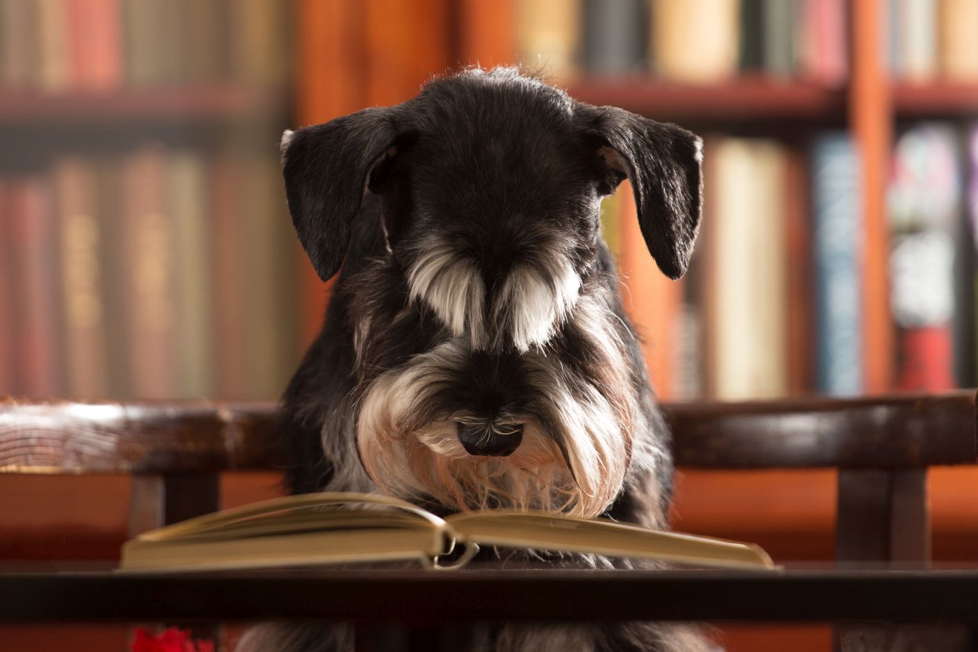 Ein Hund sitzt auf einem Stuhl am Schreibtisch und schaut in ein Buch.