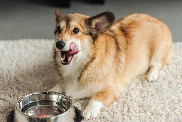Ein Corgi liegt vor seinem Wassernapf und leckt sich das Maul.