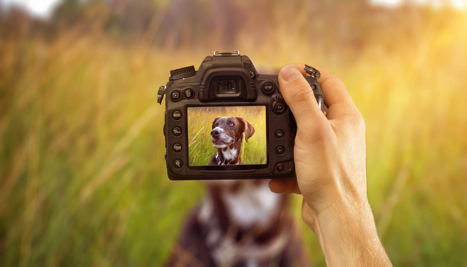 Eine Hand hält eine Kamera, die einen Hund auf einer Wiese aufnimmt.