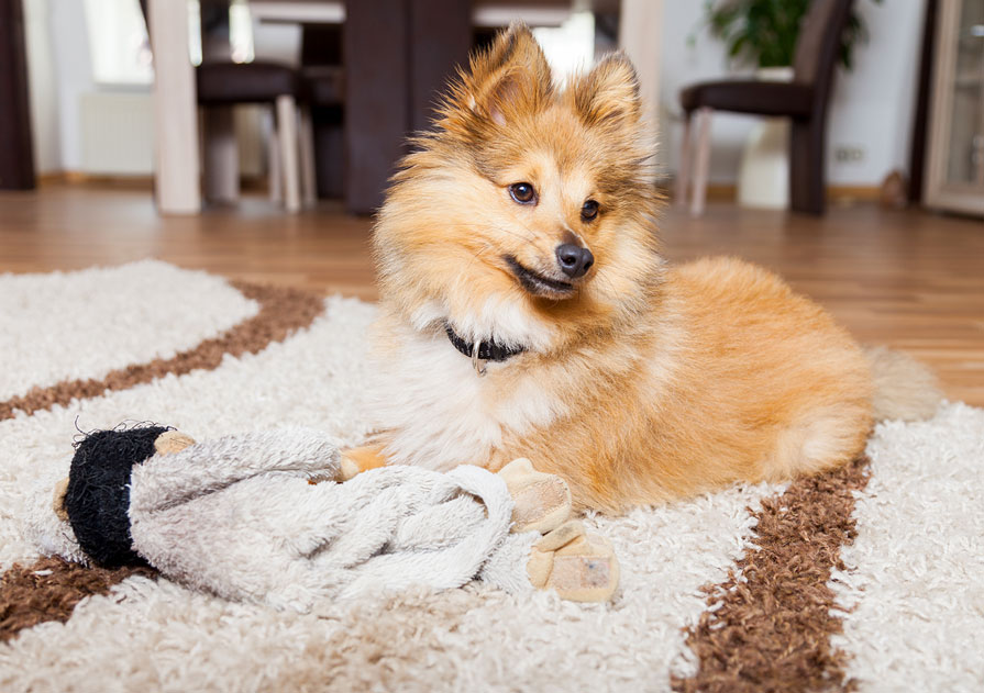 Kleiner Hund bewacht Kuscheltier auf Teppich