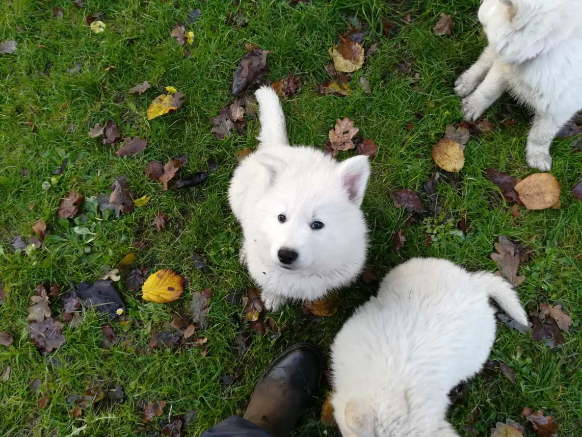 Weiße-Schäferhund-Welpen spielen draußen auf dem Rasen.