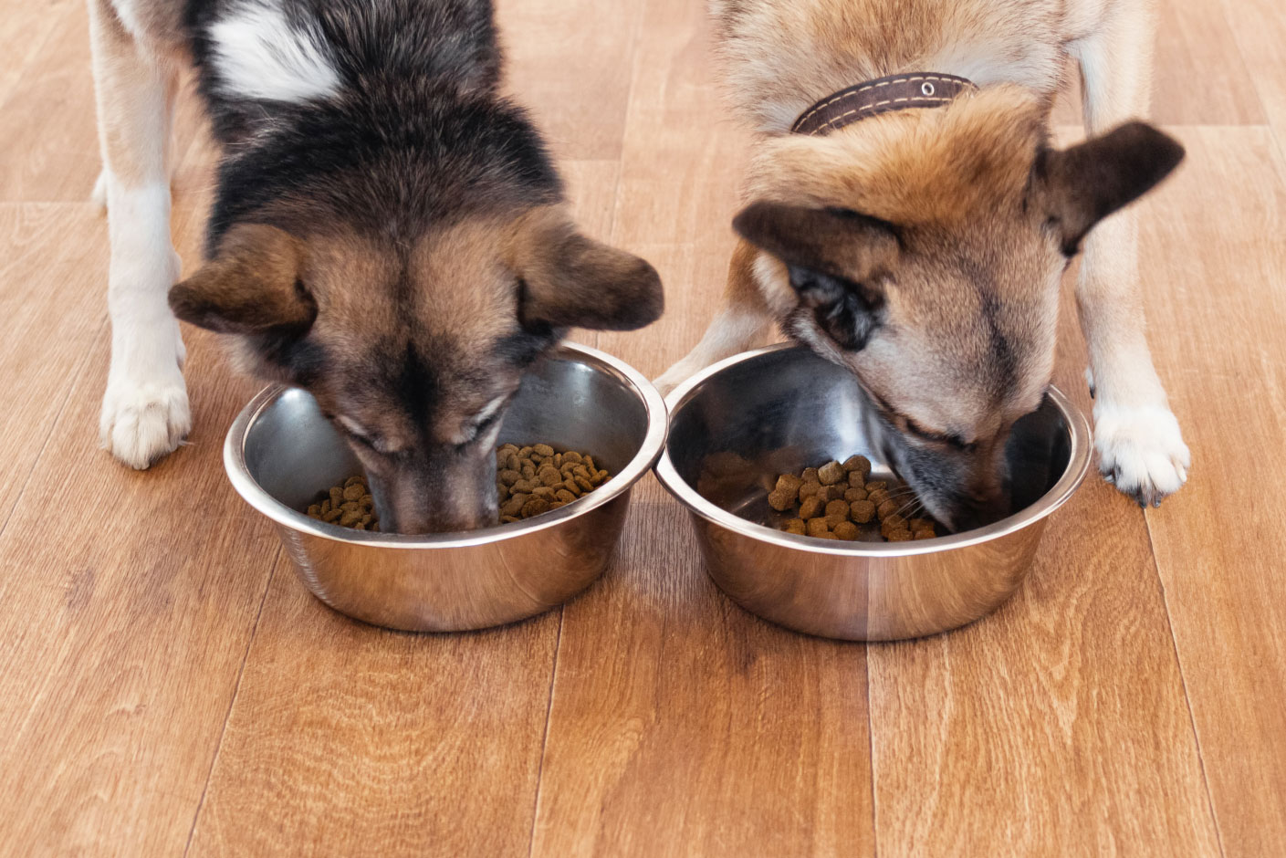 Zwei Hunde fressen aus zwei verschiedenen Näpfen.